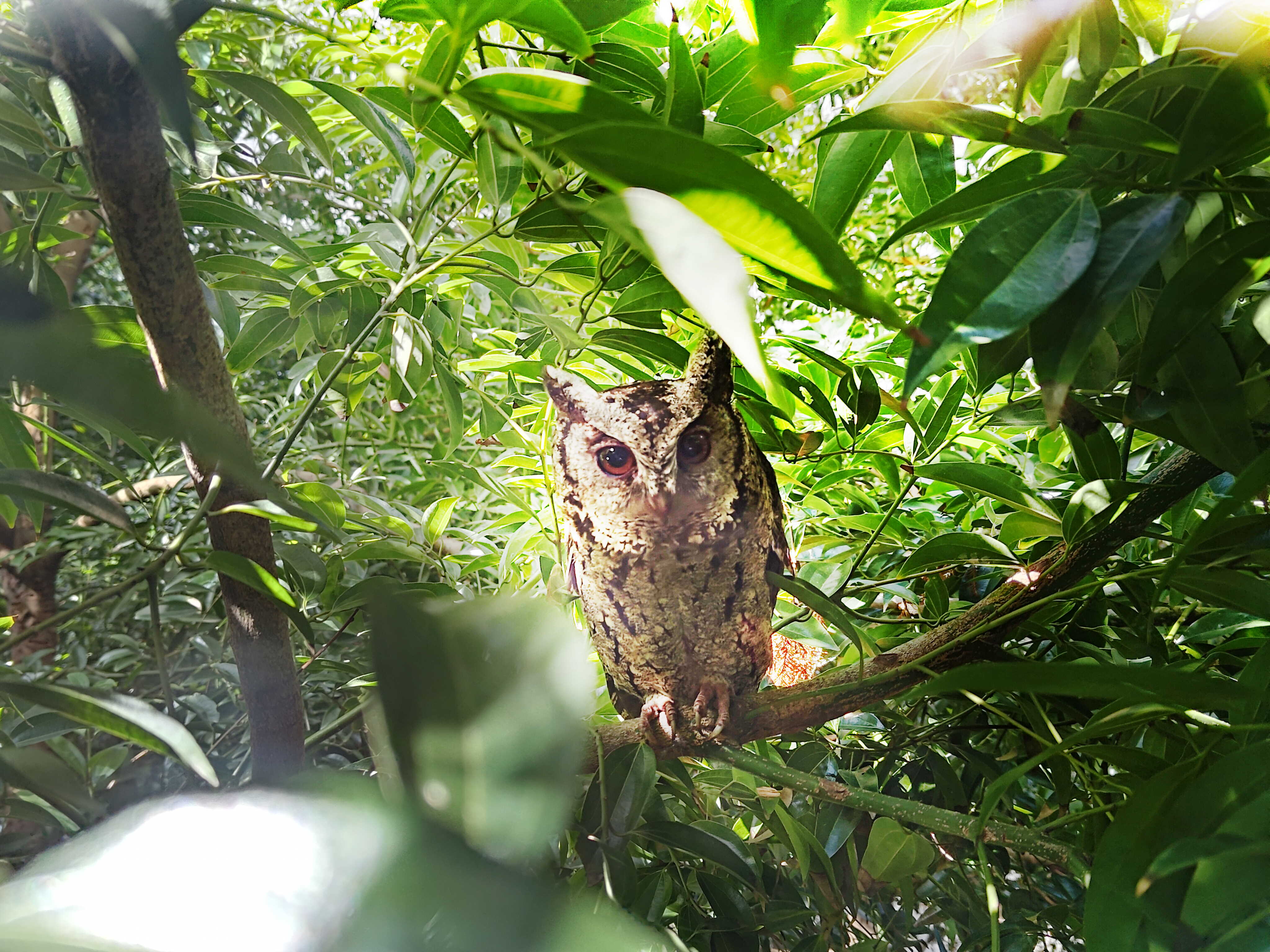 申博太陽城致力提倡凈零綠生活，16年以來在全球各廠區(qū)植樹逾百萬棵，造就各廠區(qū)樹木蔚然成林，猶如森林工廠，成為許多生物的棲息地
